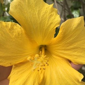 Meet your Posher, Lizbeth